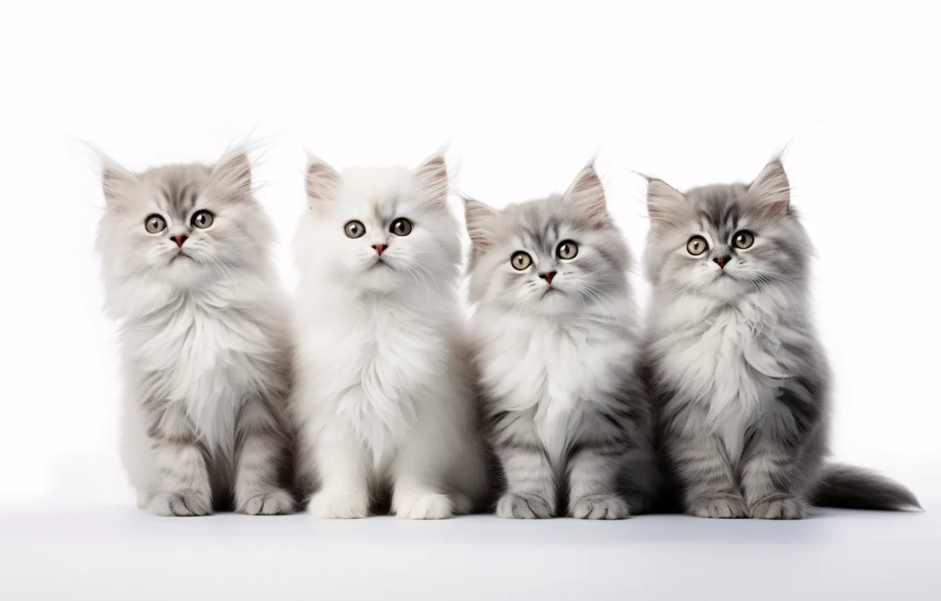Фото обои кошка, белый, взгляд, кошки, поза, котенок, вместе, котята