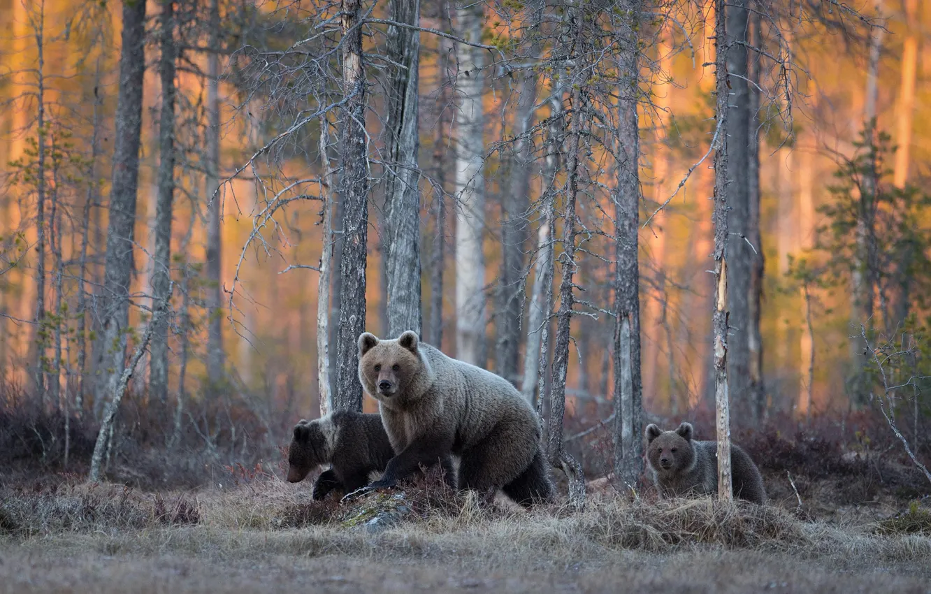 Фото обои лес, медведи, дикая природа
