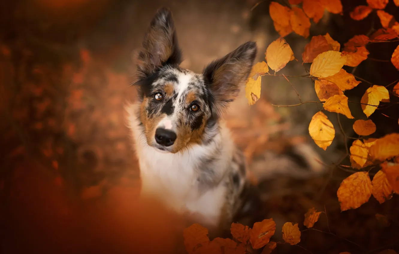 Фото обои осень, взгляд, морда, листья, природа, портрет, собака, ракурс