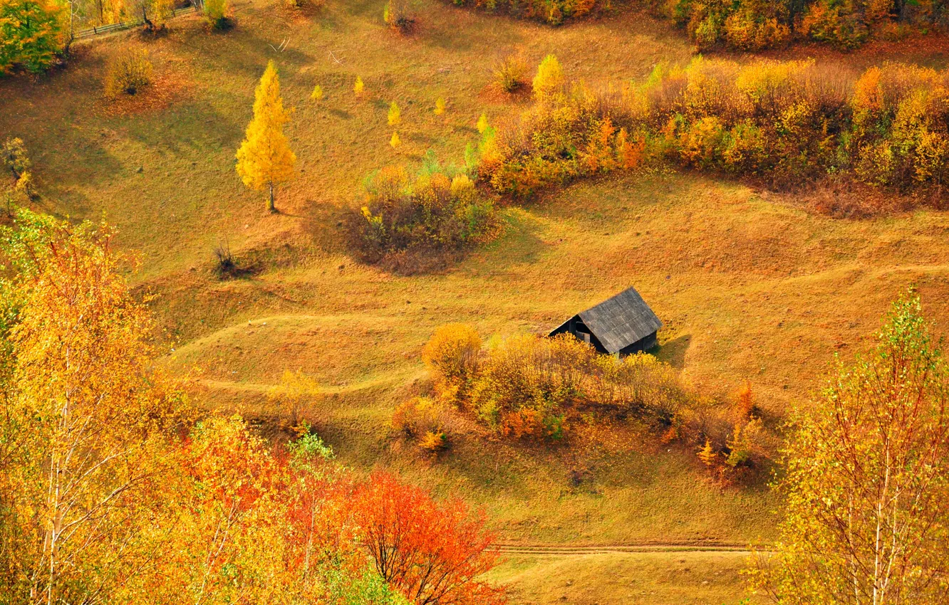 Фото обои осень, трава, солнце, деревья, поляна, желтые, домик, кусты