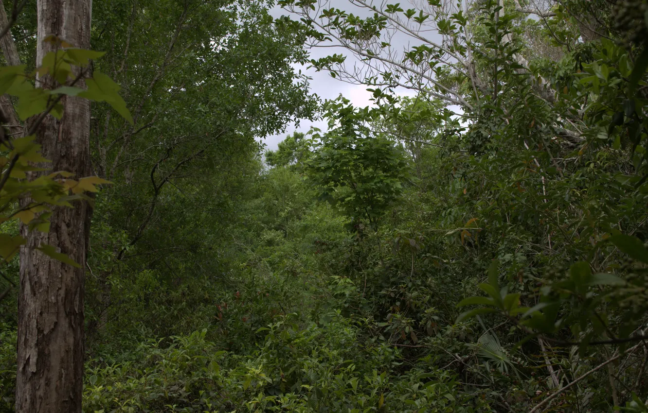 Фото обои лес, деревья, природа, Флорида, USA, США, Florida, Coconut Creek