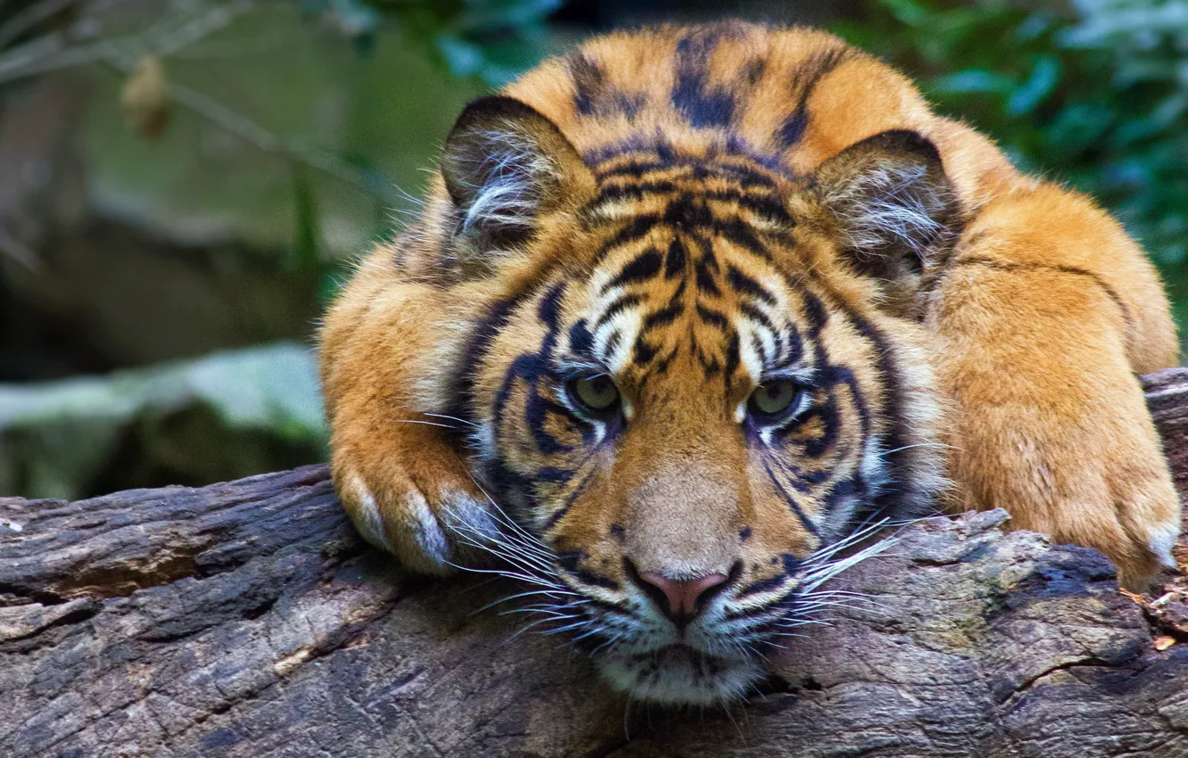 Фото обои взгляд, морда, тигр, бревно, дикая кошка