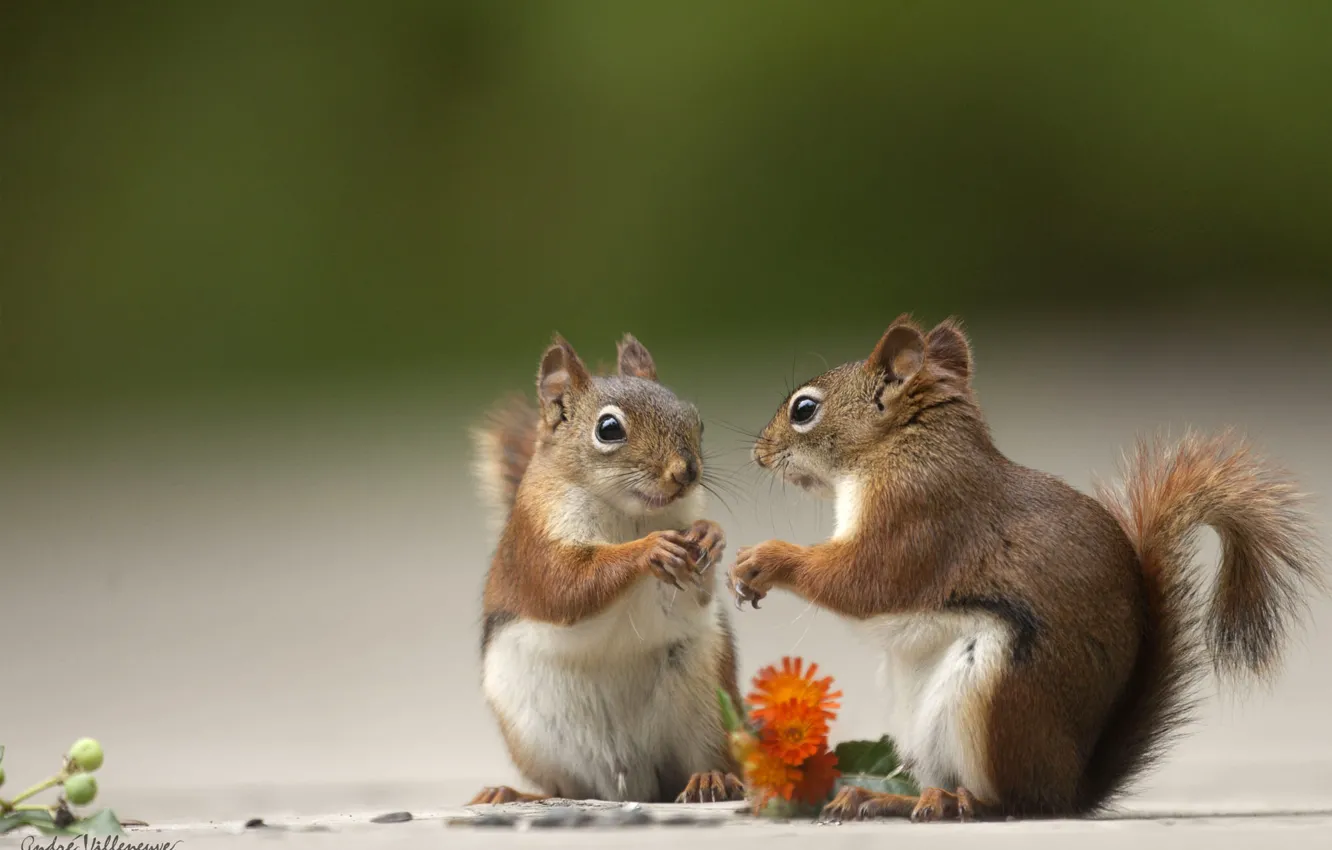 Фото обои цветы, белки, Andre Villeneuve