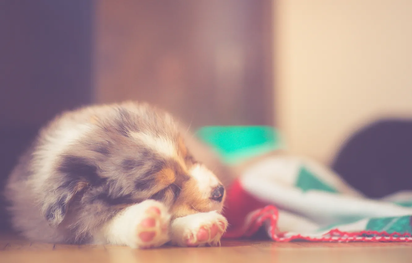 Фото обои puppy, sleeping, dreaming, australian shepherd