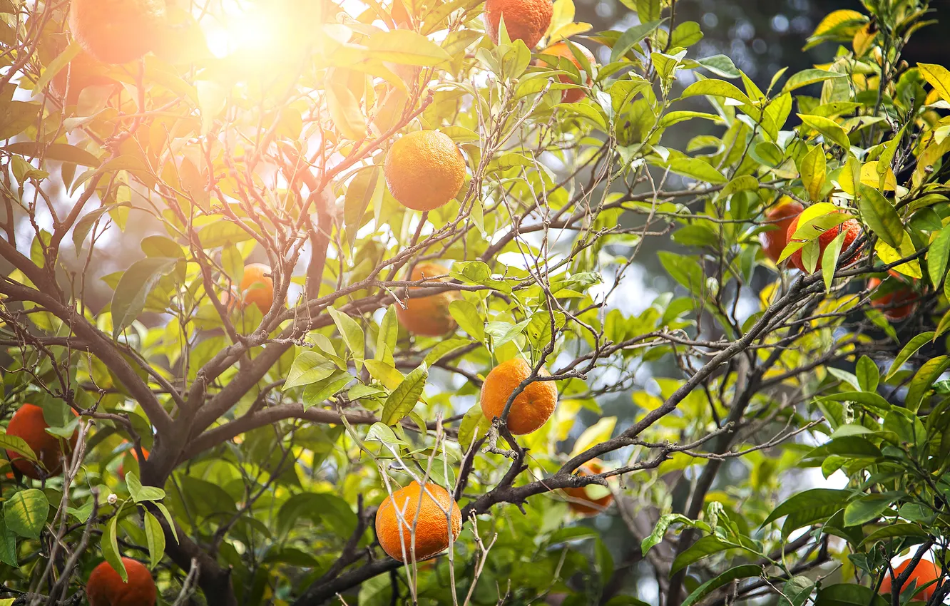 Фото обои природа, апельсины, фрукты, leaves, fruits, oranges