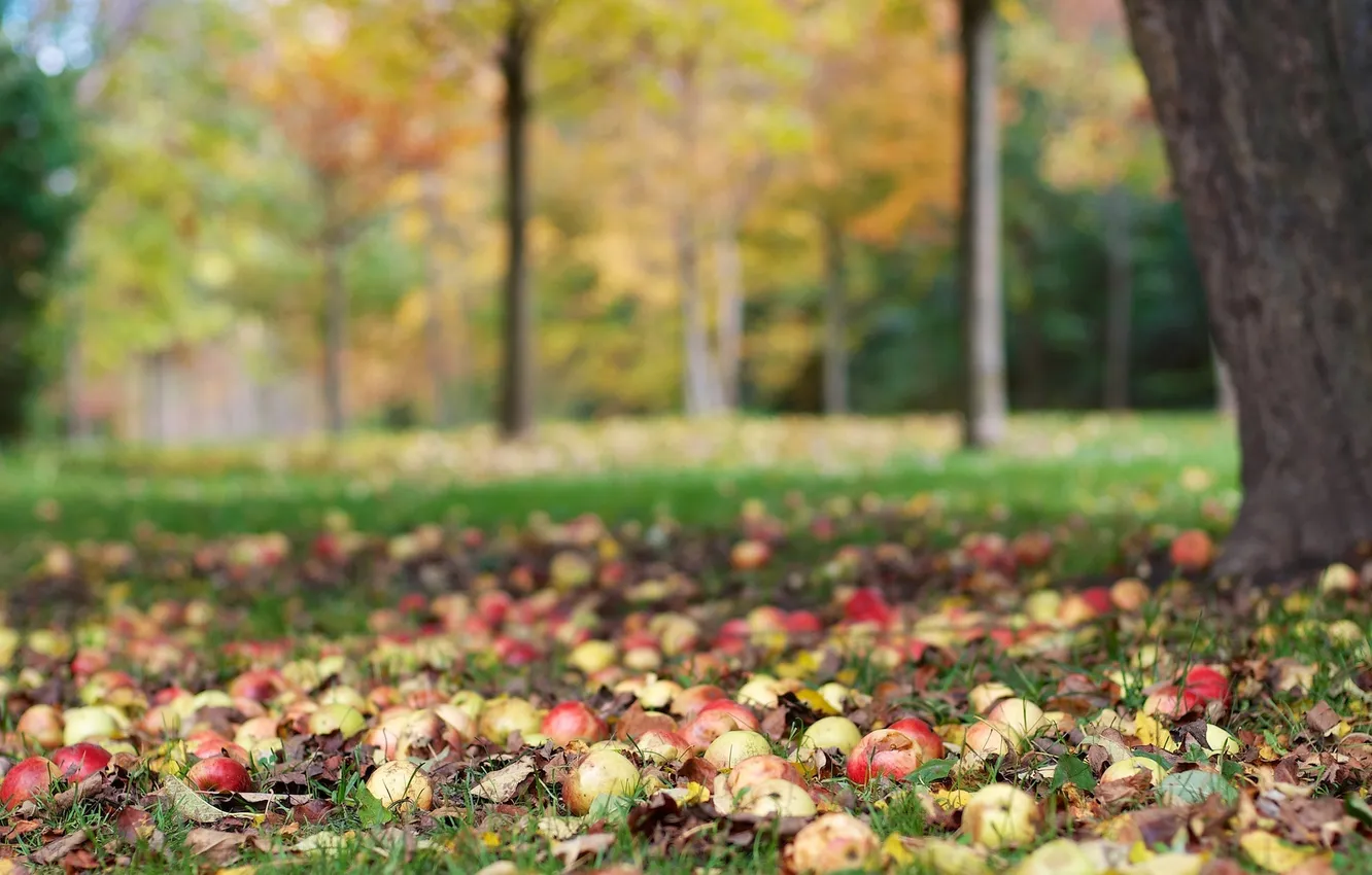 Фото обои осень, листья, дерево, яблоки, урожай, плоды