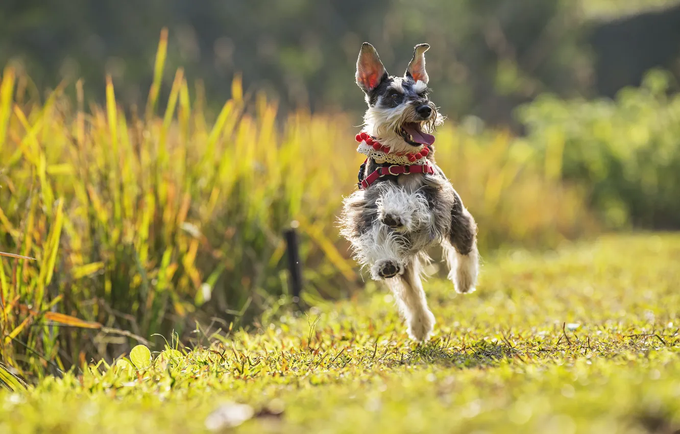 Фото обои радость, настроение, собака, бег, прогулка, Цвергшнауцер, карликовый шнауцер