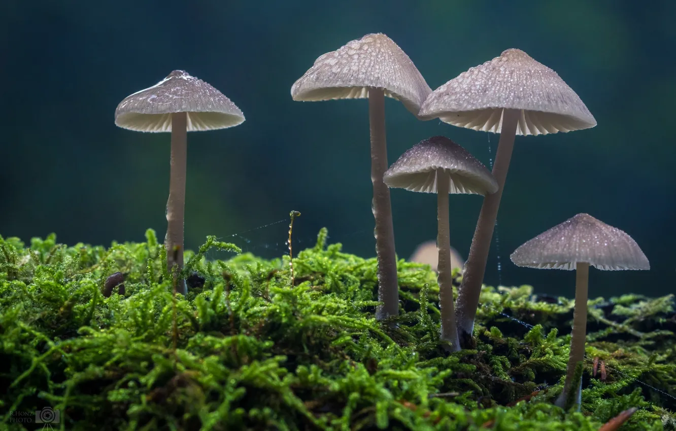 Фото обои капли, макро, грибы, мох, семейка