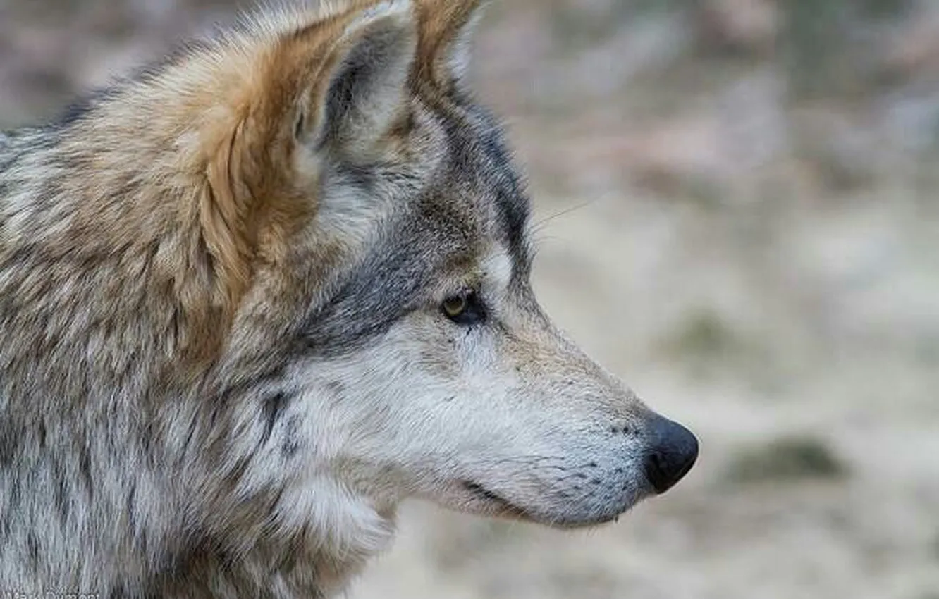 Фото обои nature, predator, animal, wolf, wildlife, Canis lupus., portrait.