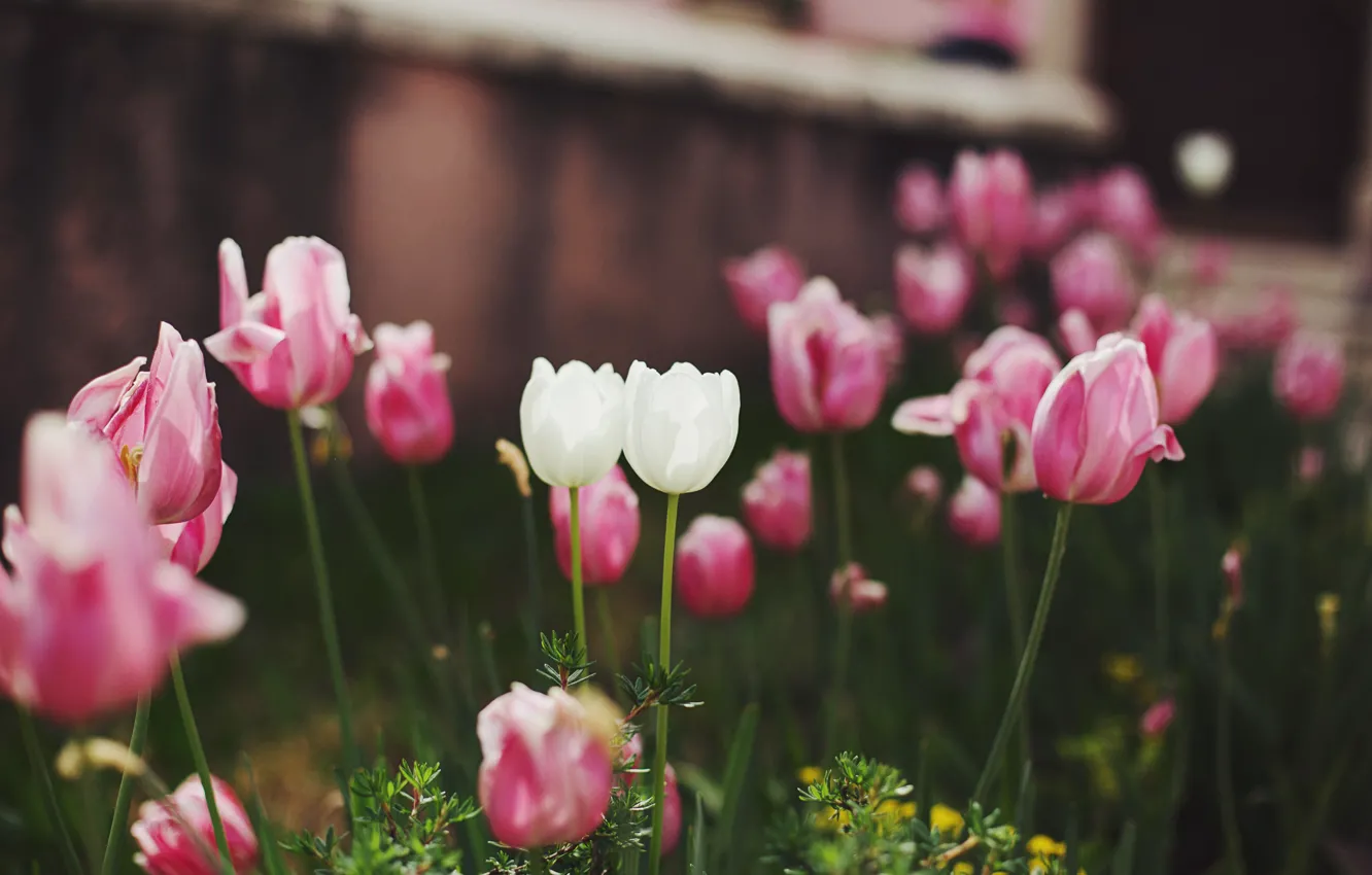 Фото обои цветы, тюльпаны, розовые, белые