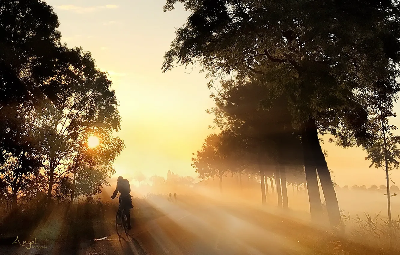 Фото обои дорога, свет, велосипед, туман, утро