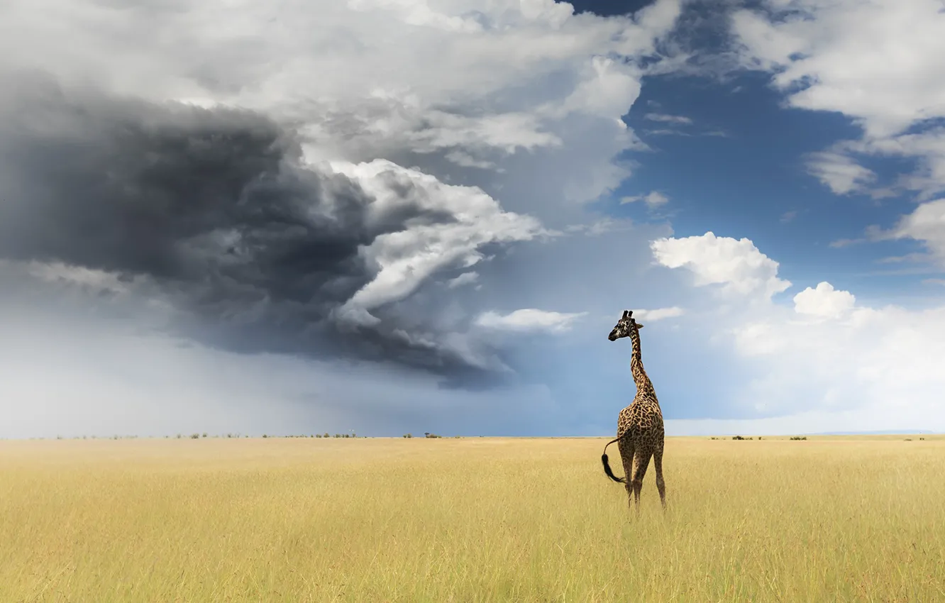Фото обои поле, небо, облака, жираф
