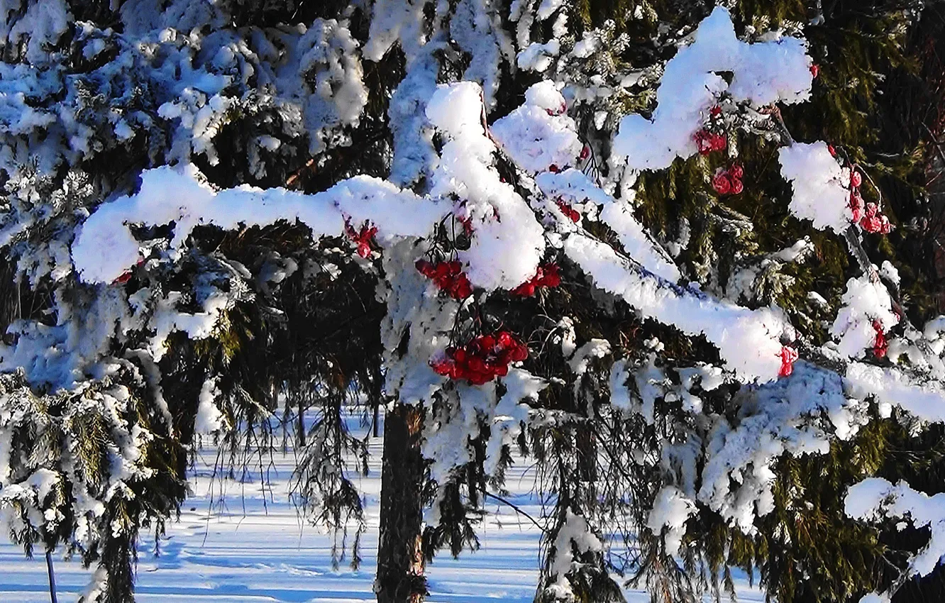 Фото обои снег, Зима, ягода, шапки, рябина, Сибирь