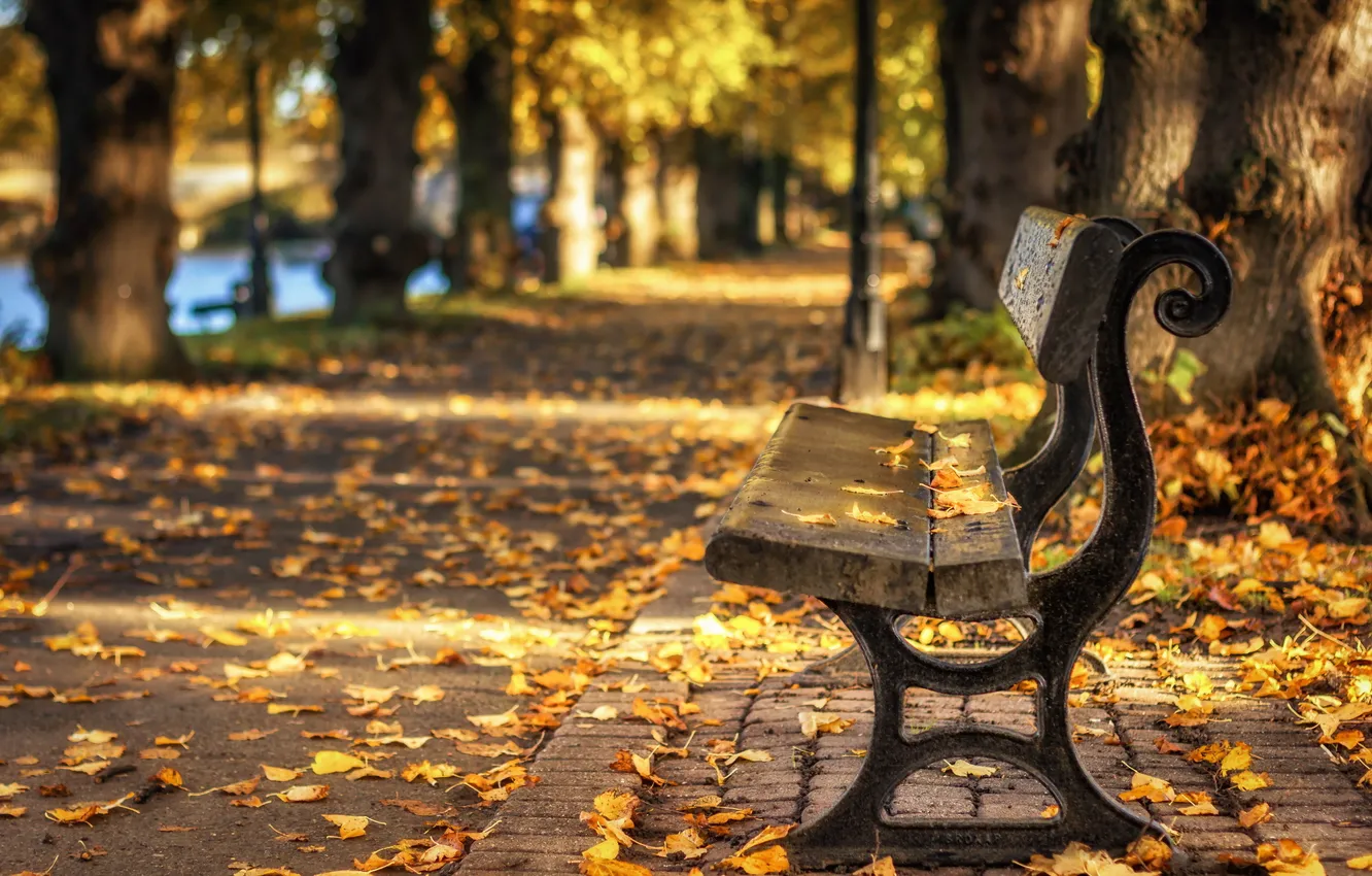 Фото обои осень, листья, город, парк, скамья