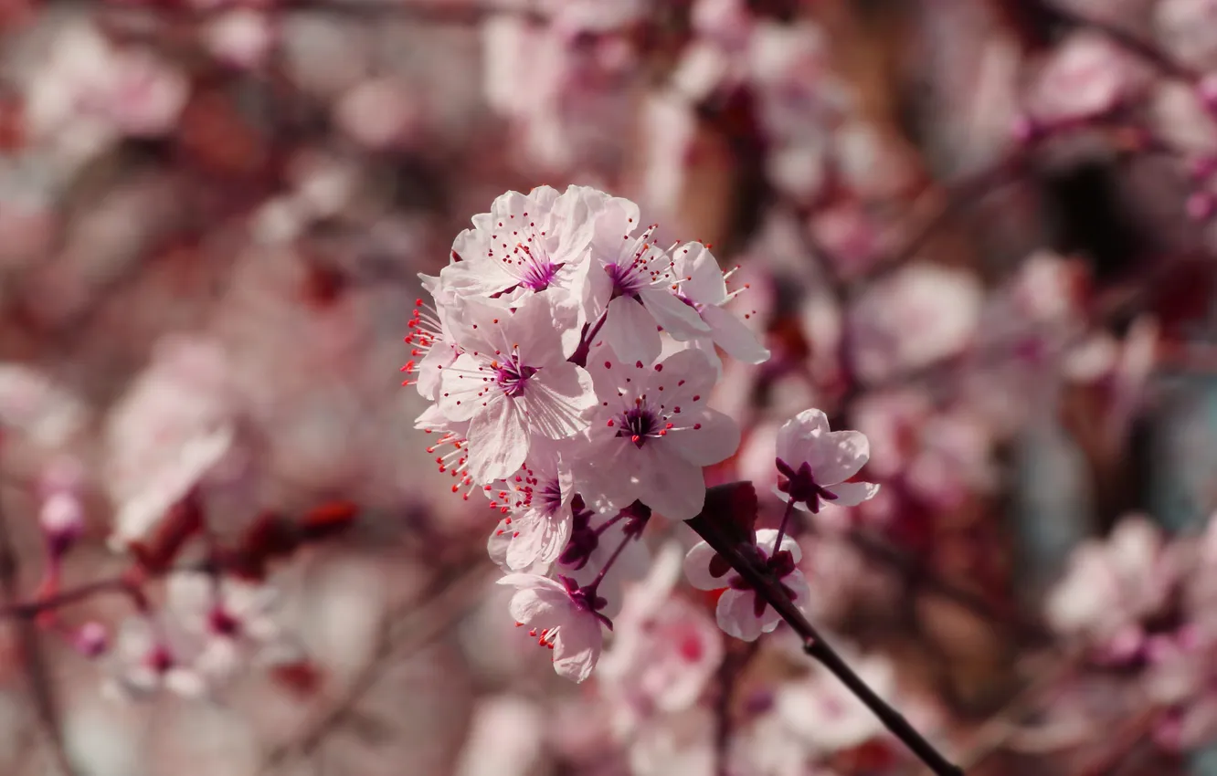Фото обои flower, spring, twig
