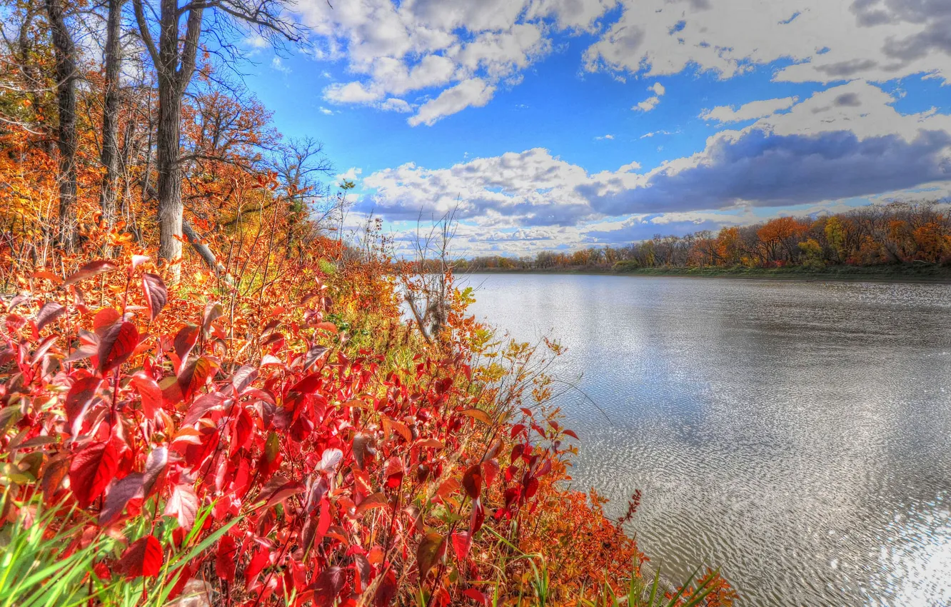 Фото обои осень, лес, небо, листья, деревья, река, багрянец
