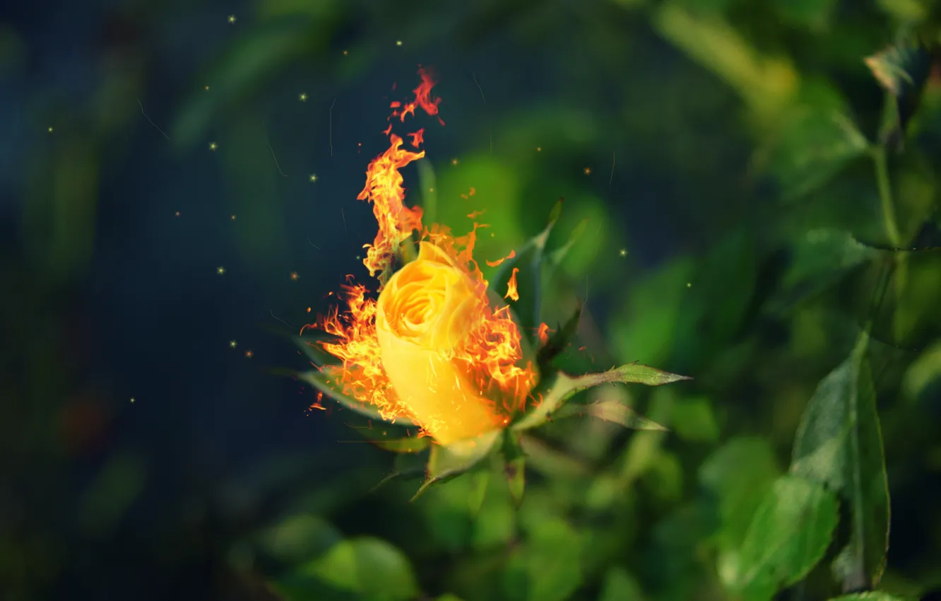 Фото обои листья, огонь, роза, размытие, fire, горит, roses