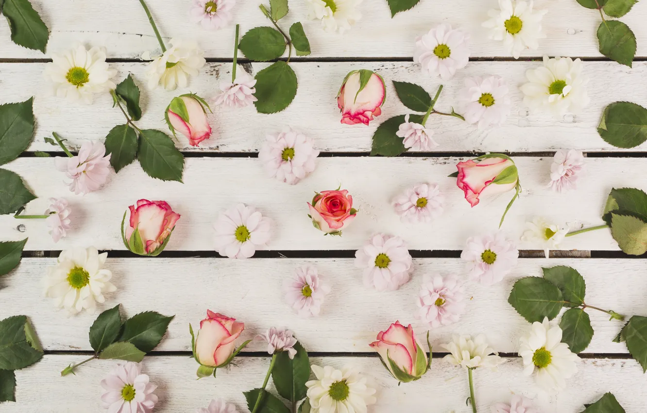 Фото обои цветы, розы, бутоны, flower, wood, pink, leaves, spring