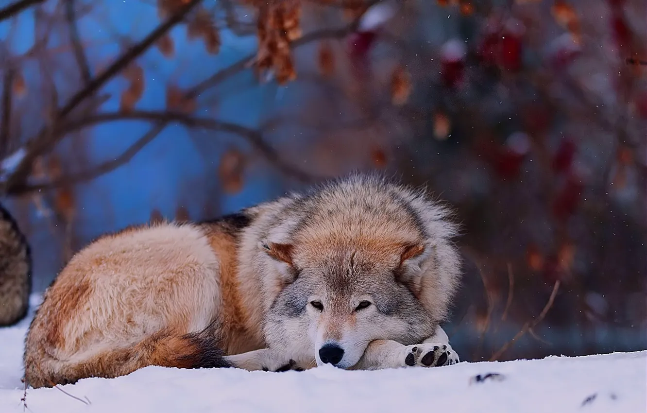 Фото обои зима, лес, снег, животное, волк