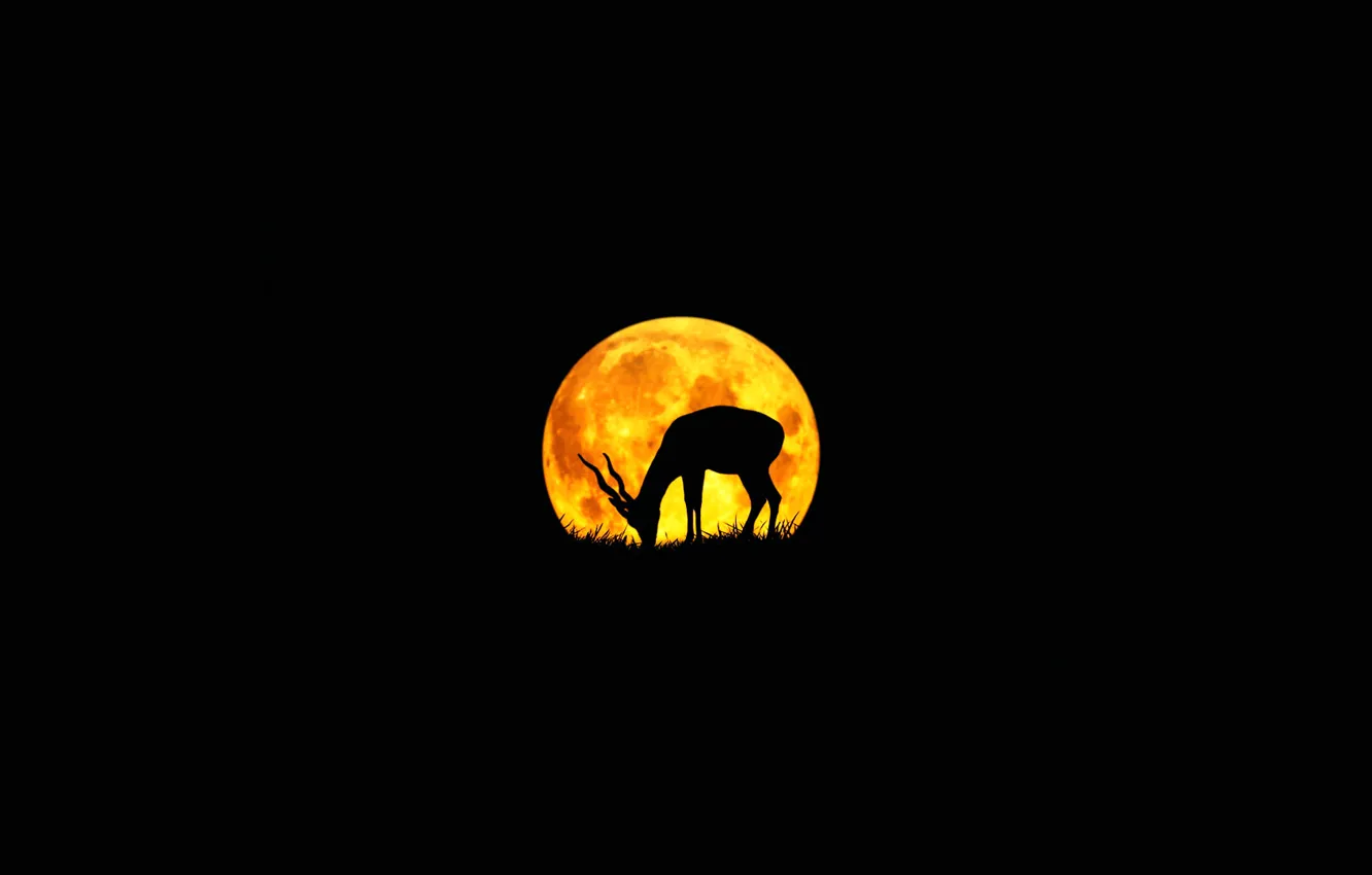 Фото обои луна, силуэт, антилопа