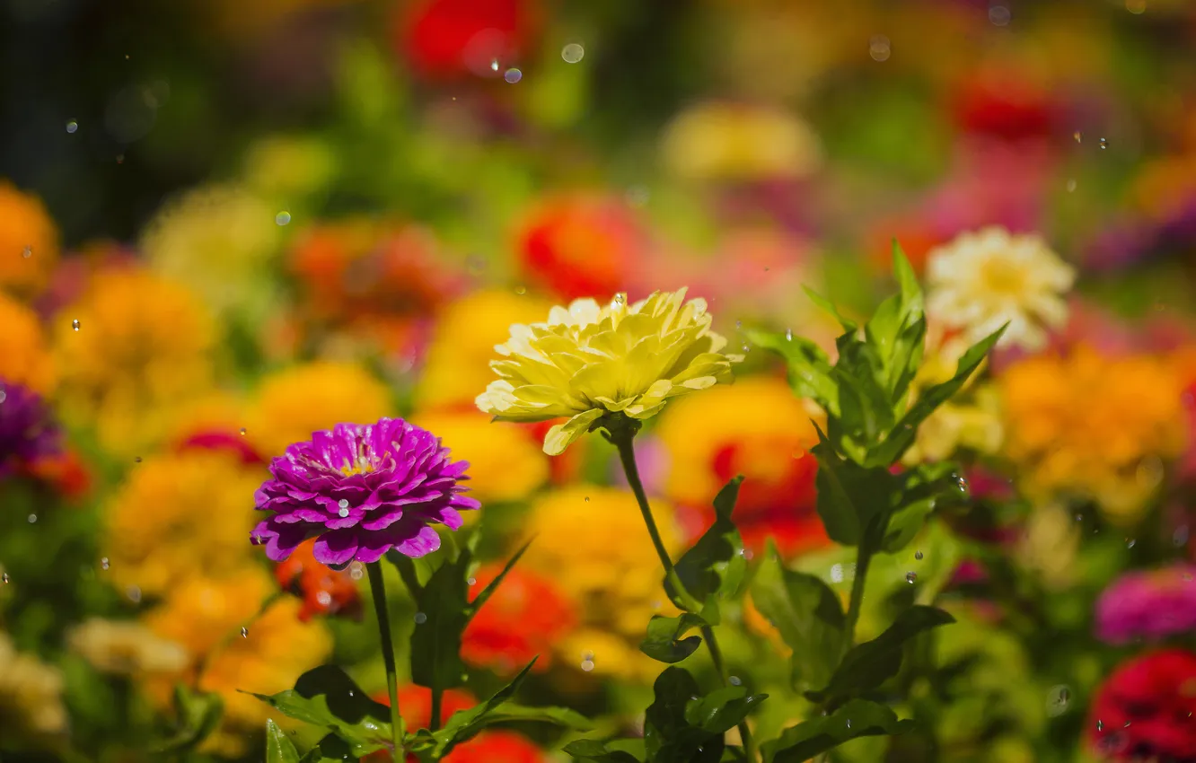 Фото обои капли, цветы, дождь, лепестки, сад, луг