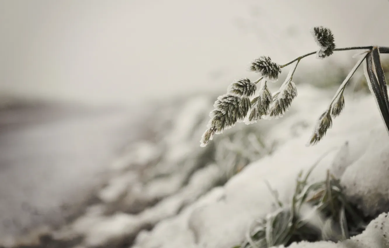 Фото обои трава, макро, снег, природа
