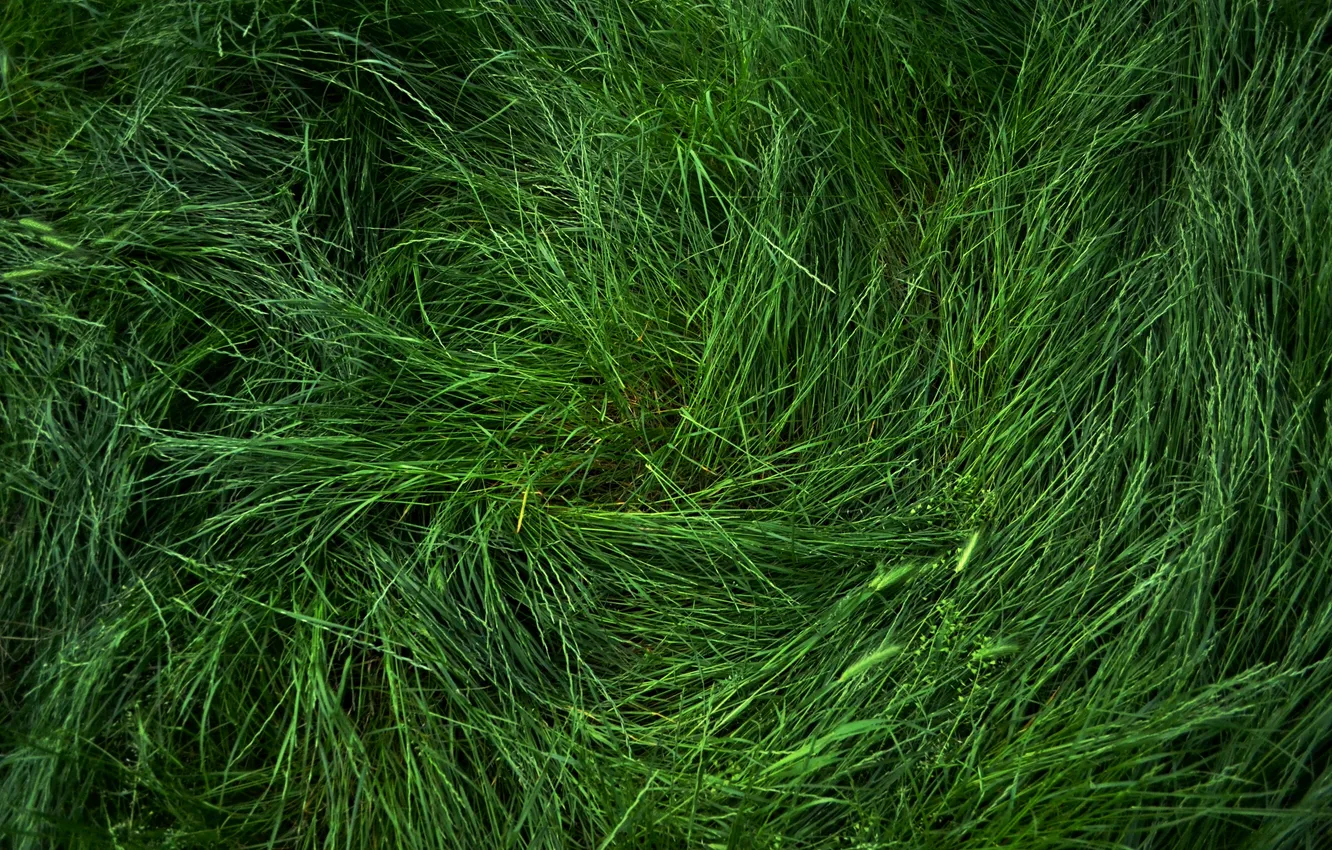 Фото обои трава, весна, зеленое