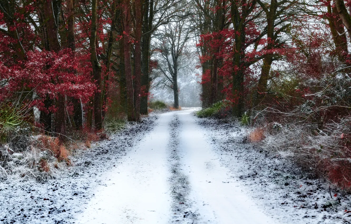 Фото обои зима, иней, снег, деревья, природа, дорожка