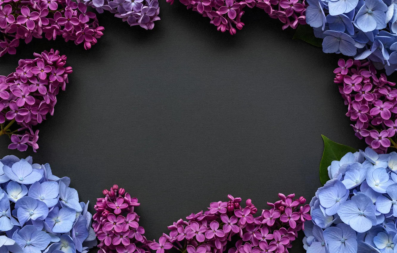 Фото обои цветы, рамка, colorful, flowers, сирень, frame, floral