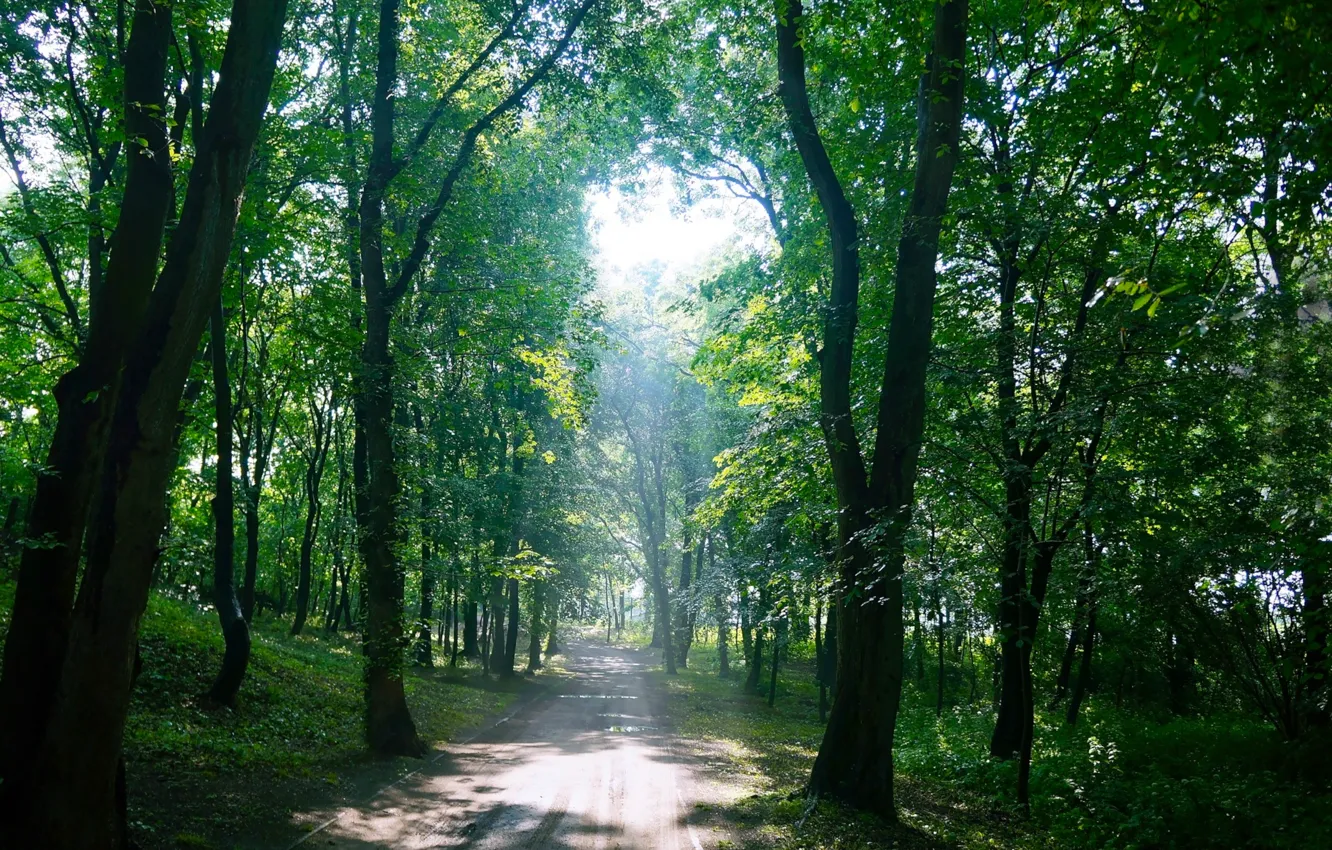 Фото обои forest, road, park, tree, sun, alley