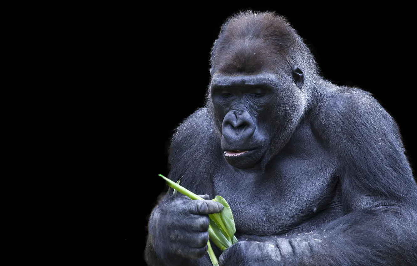 Фото обои фон, обезьяна, Gorilla