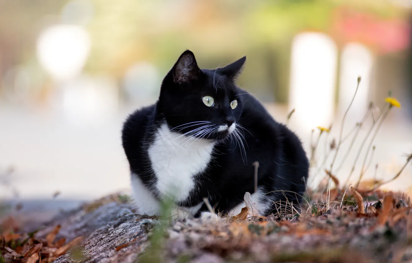 Фото обои осень, кошка, кот, взгляд, листья, свет, природа, поза