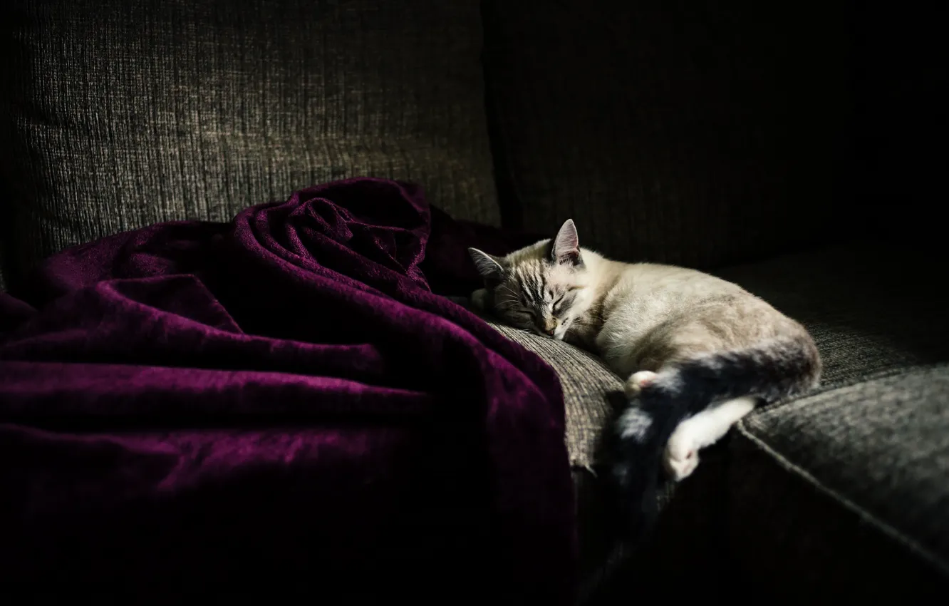 Фото обои кошка, котенок, спит, ткань