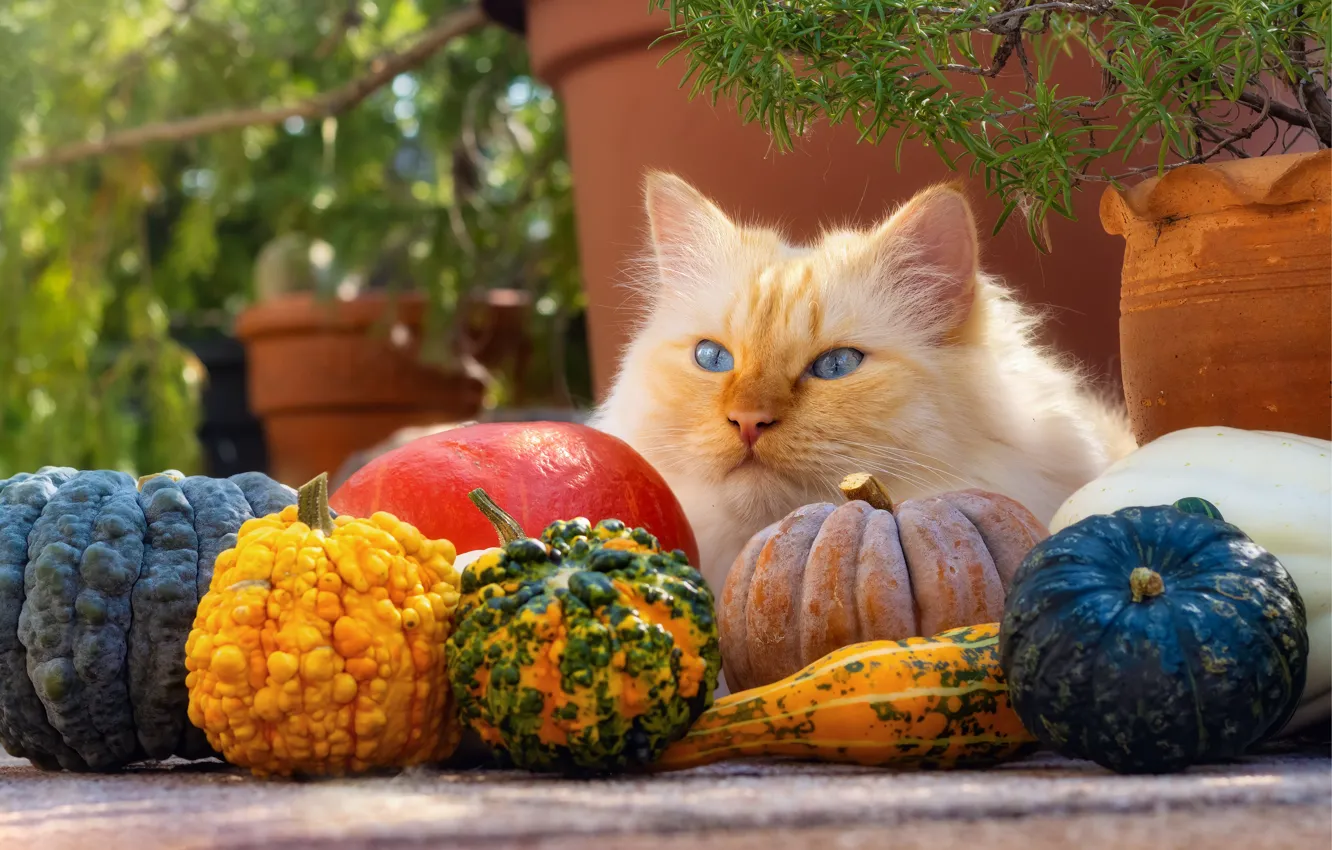 Фото обои осень, кошка, кот, взгляд, морда, ветки, поза, сад