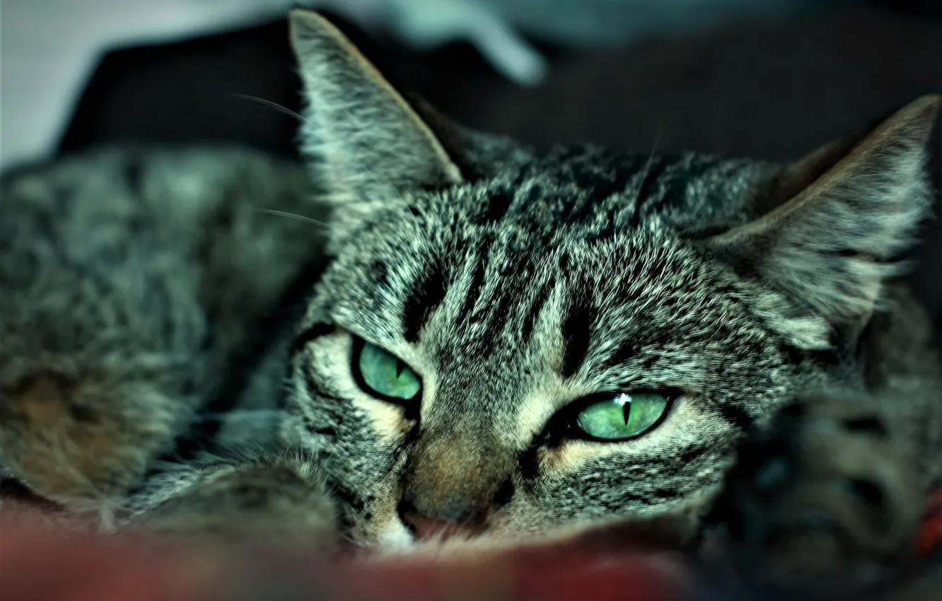 Фото обои глаза, кот, полосатый