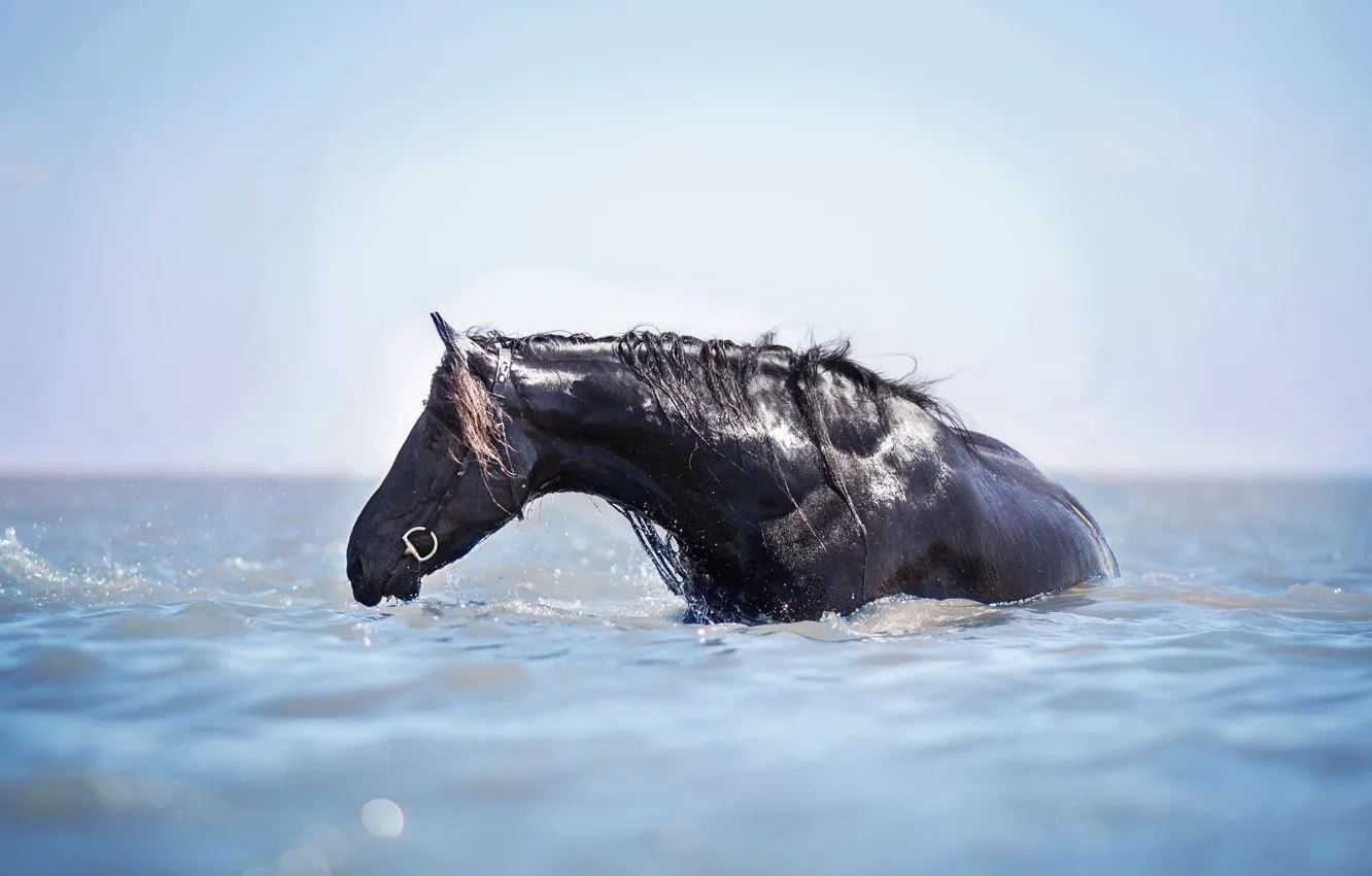 Фото обои вода, конь, лошадь, купание, водные процедуры