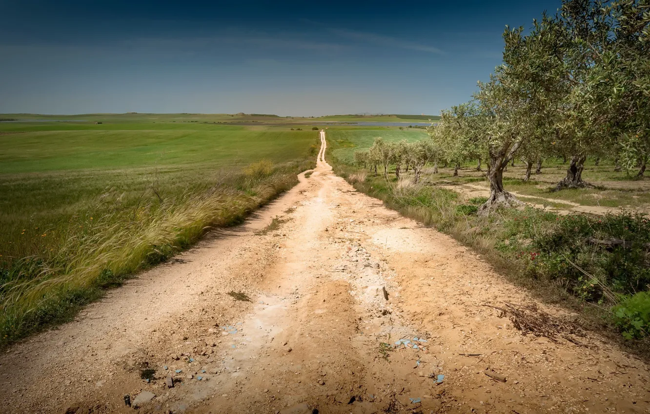 Фото обои дорога, поле, сад