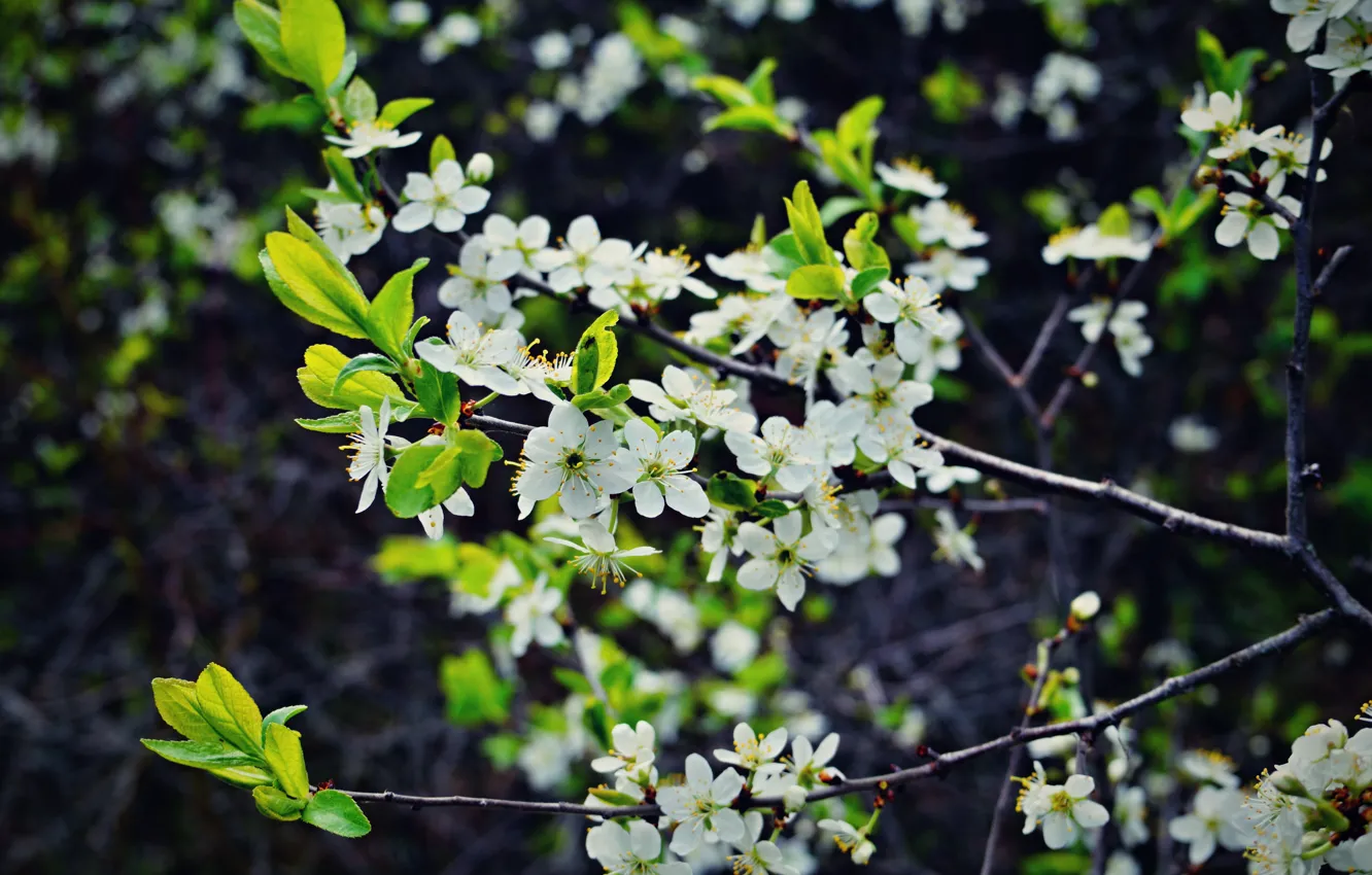 Фото обои лес, небо, солнце, деревья, пейзаж, природа, елка, ель