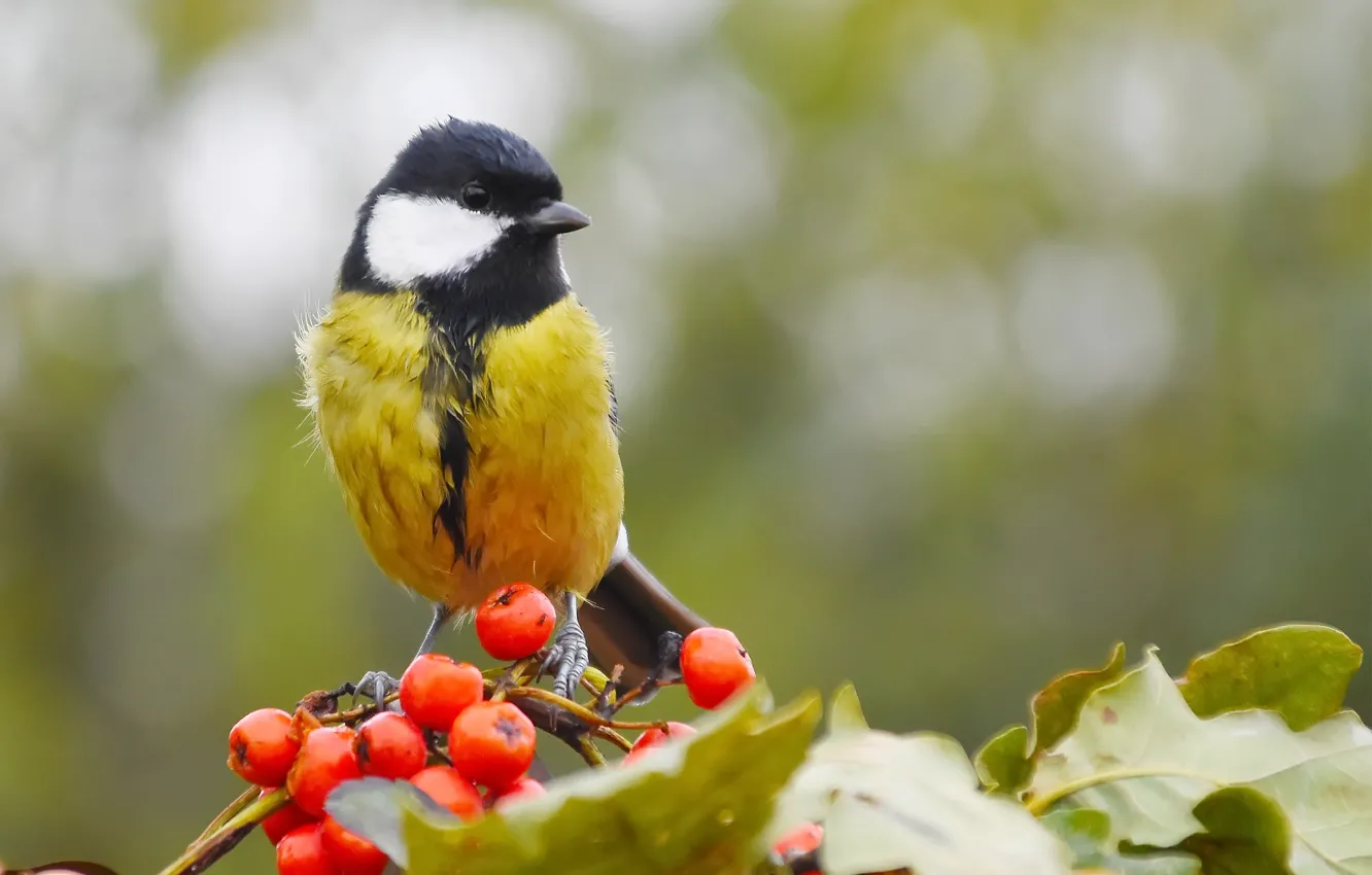 Фото обои осень, природа, птица, синица