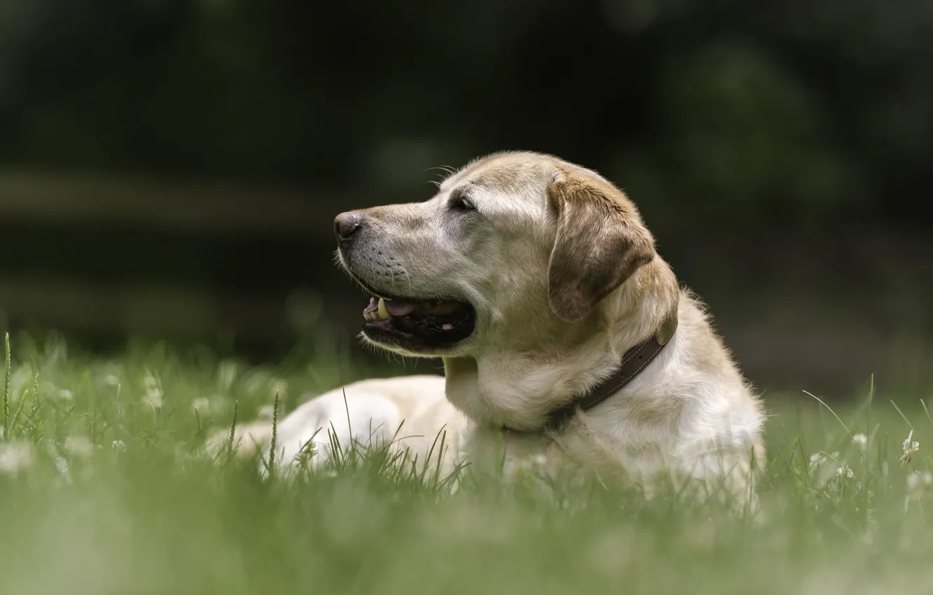 Фото обои трава, отдых, собака, пёс, Лабрадор-ретривер