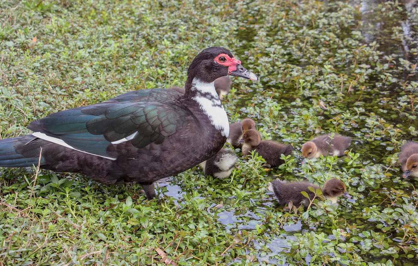 Фото обои утки, семья, утёнок
