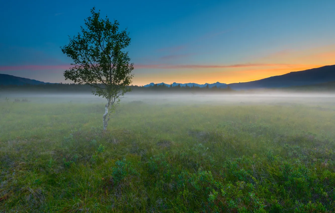Фото обои поле, пейзаж, природа, туман, дерево, утро