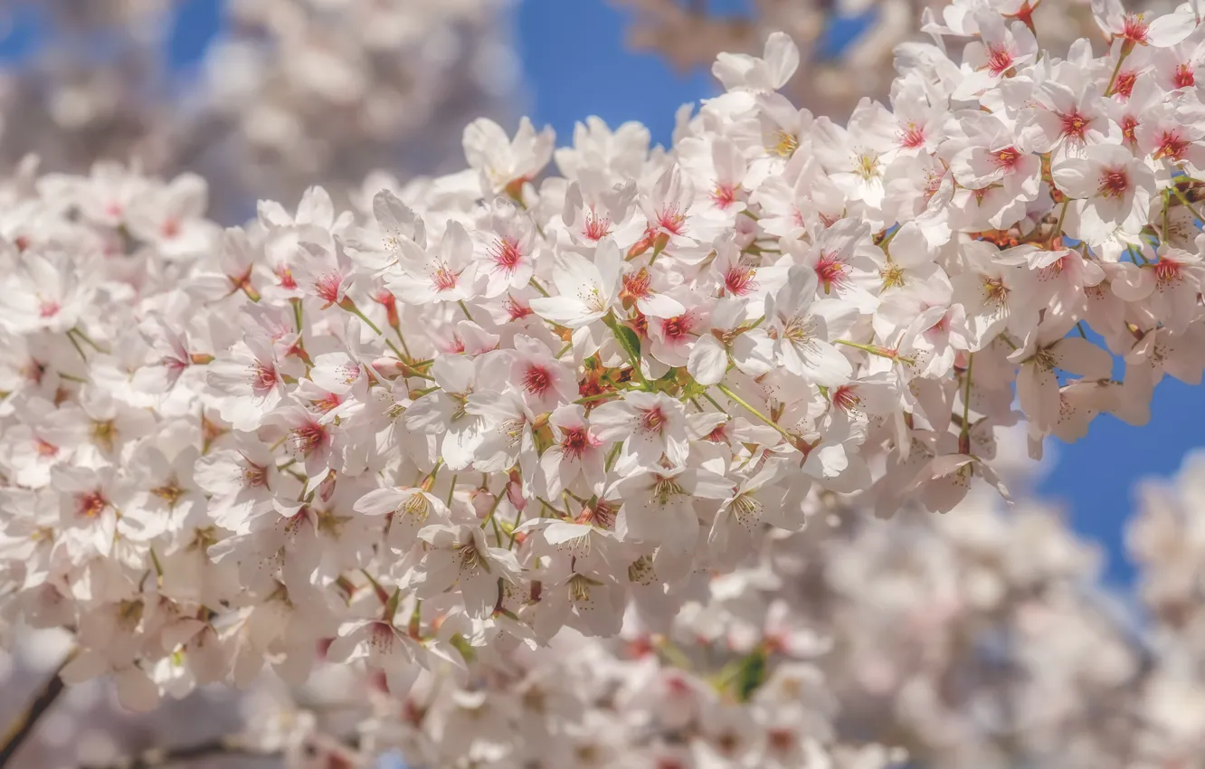 Фото обои вишня, весна, white, цветение, blossom, flowers, beautiful, macro