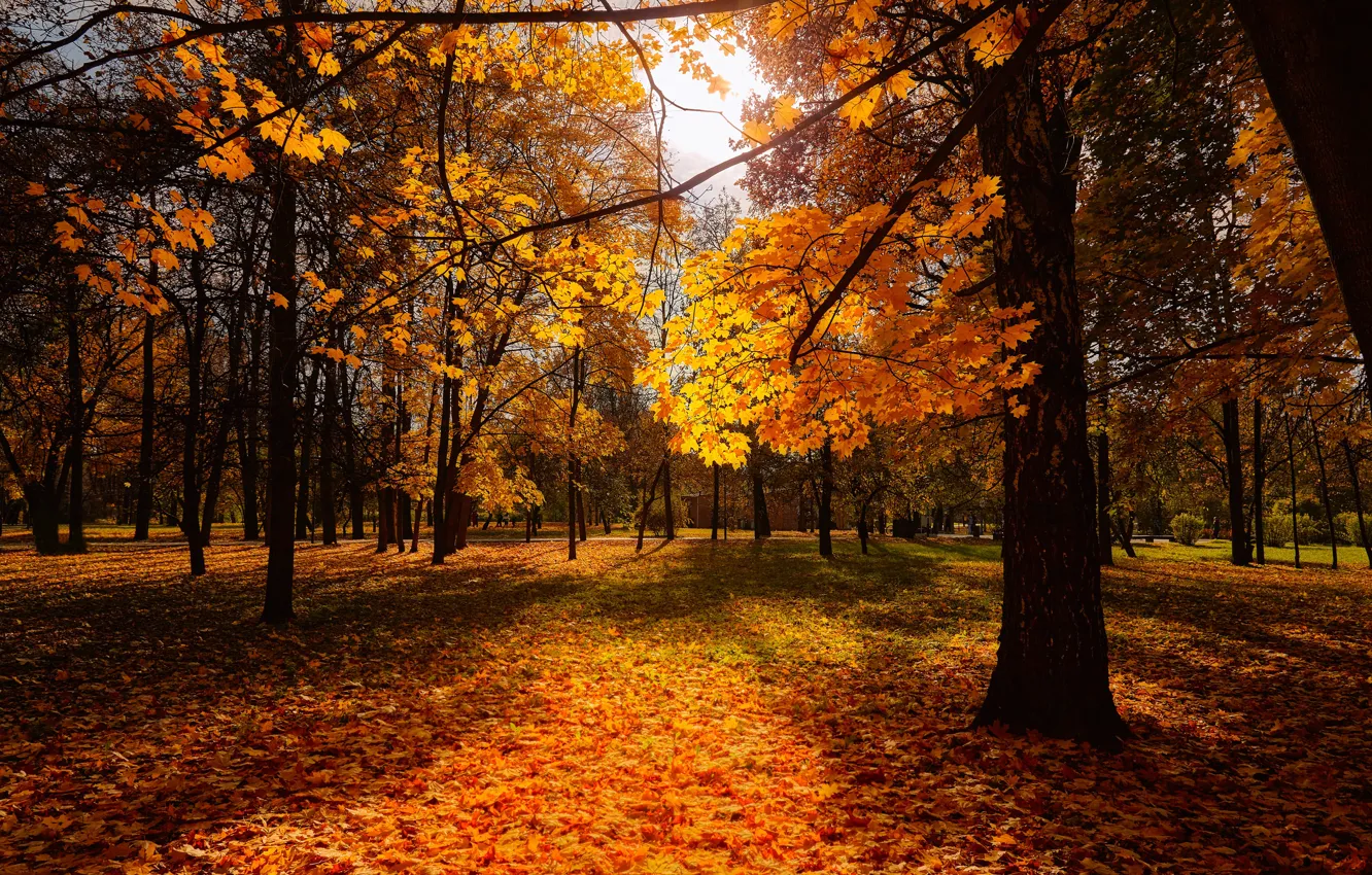 Фото обои осень, парк, аллея