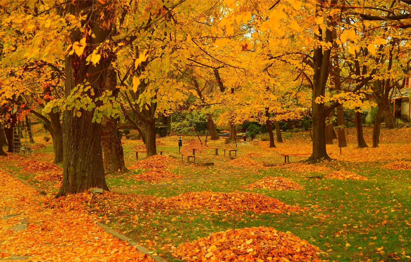 Фото обои Осень, Деревья, Парк, Fall, Листва, Park, Autumn, Trees