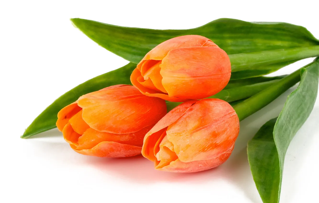Фото обои тюльпаны, три, оранжевые