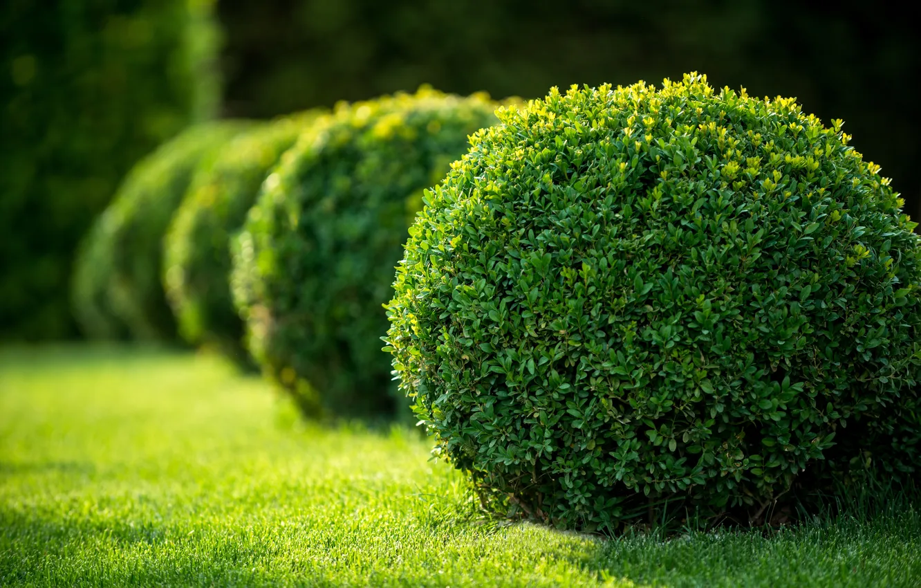 Фото обои green, design, france, garden, decoration, bush, formal, gardening