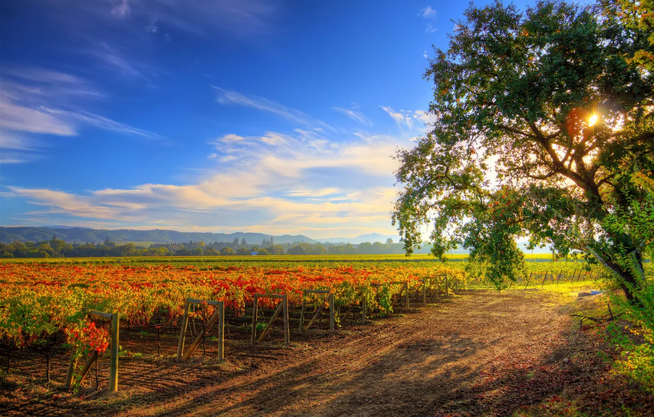 Фото обои солнце, дерево, поля, плантации, Healdsburg Wine Tour