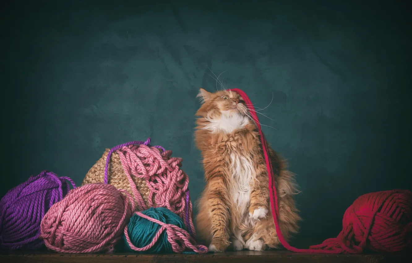 Фото обои кошка, кот, нитки, пряжа