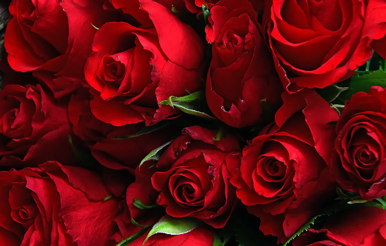 Фото обои розы, крсный, бутоны роз